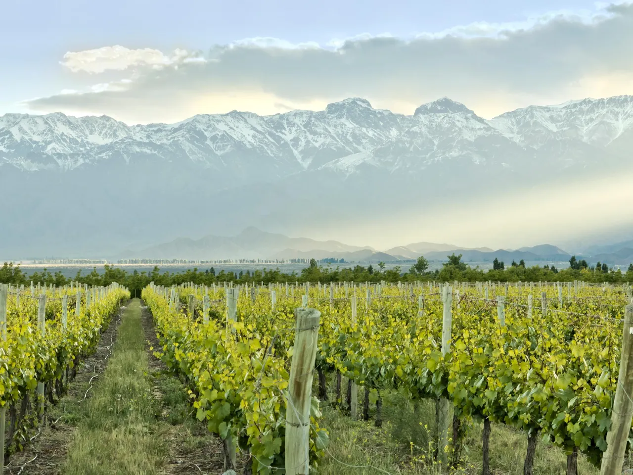 So you want to plant a vineyard? From grape to glass, part 1